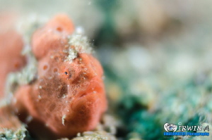T E C H N I Q U E
Frogfish (Painted frogfish)
Anilao, P... by Irwin Ang 